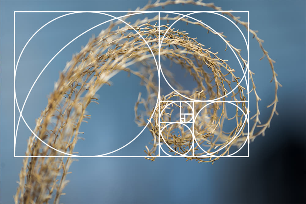 Espiral Dorada En La Naturaleza